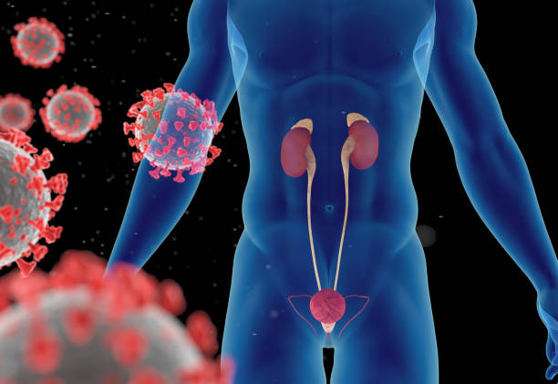 Цифровая иллюстрация, показывающая мочевую систему человека с вирусными частицами, связанными с причинами недержания мочи.